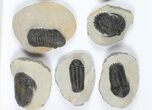 Lot: Assorted Devonian Trilobites - Pieces #92160-1